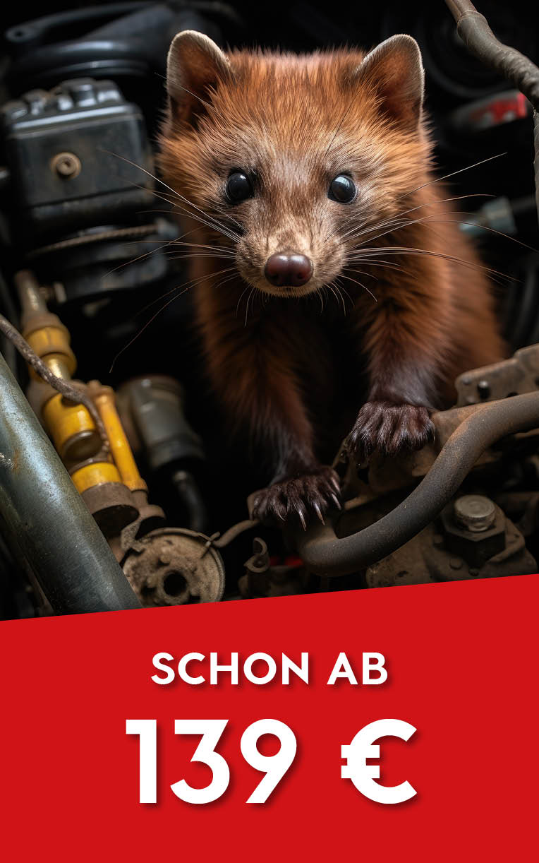 Herbstaktion - Marderschutz ab 139 €